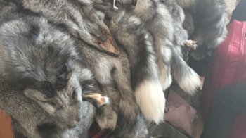 На кордоні у двох українок вилучили майже сотню шкурок чорнобурки