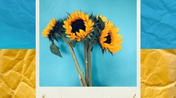 Прапор та соняхи