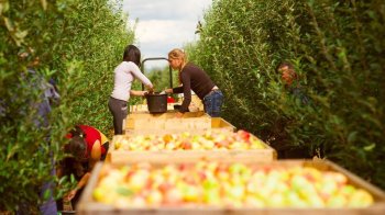 Сезонні роботи 2023: яку заробітну плату та умови пропонують за кордоном