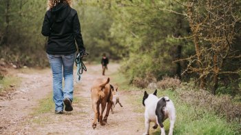 Відвідувачів Домівки врятованих тварин пригощатимуть кавою за вигул собак