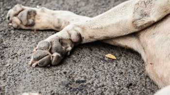 На Львівщині оштрафували водія Volkswagen за збиту собаку