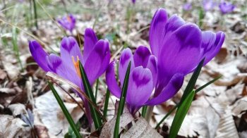 На Львівщині зацвіли червонокнижні шафрани