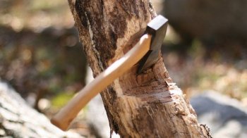 Зрубав граб у заповіднику: житель Львівщини отримав умовний термін