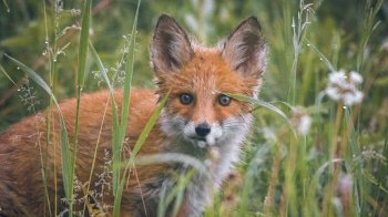 На Яворівщині два села закрили на карантин на 60 днів