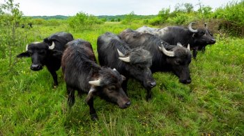 У заповідну зону Закарпаття повернулися буйволи (фото)