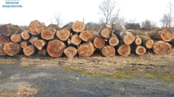 Двоє чоловіків підуть під суд за вирубані дерева вздовж залізниці