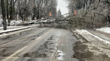 У Львові на трьох вулицях ускладнений рух через падіння дерев: адреси