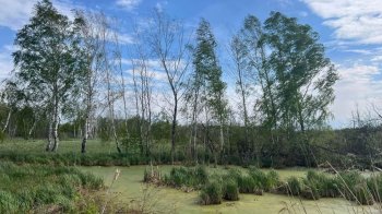 Торфовища Білогорща