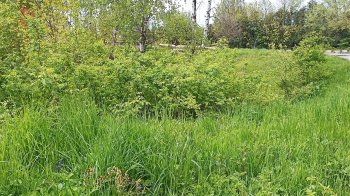 Львів’яни поскаржилися на засилля кліщів у Личаківському районі