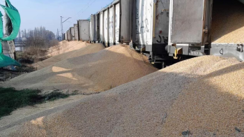 Розсипане зерно на коліях