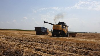 Армія рф викрала зерна та олії на понад 613 млн доларів