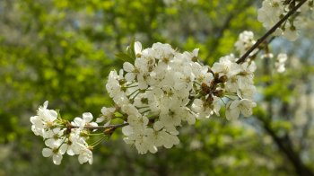 Температурні рекорди у Львові