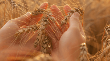 ДАР для підтримки аграріїв: в Україні запрацювала онлайн-платформа