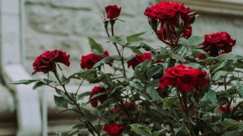 Коли і як правильно обрізати троянди на зиму: поради для догляду