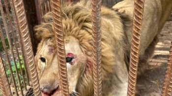 Страждають навіть тварини: на Київщині внаслідок ракетного удару рф травмувався лев