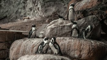 Зазіхав на камінці: полярники показали, як пінгвін дає прочухана сусіду