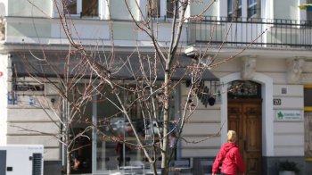 У Львові висадять понад 500 дерев та кущів