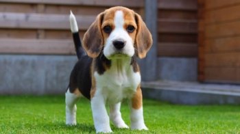 Львів’янам нагадують про штрафи за порушення правил утримання домашніх улюбленців та надають перелік небезпечних порід собак