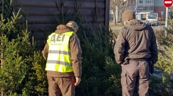У Львові знову виявили порушників продажу новорічних ялинок