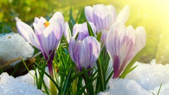 Синоптики обіцяють на Львівщині 1 березня значне потепління — актуальний прогноз