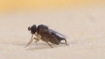 В Україні виявили муху-горбатку