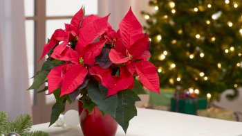 12 грудня: церковні свята, іменинники, прикмети і що не можна робити