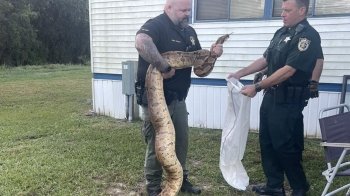 У Флориді спіймали 3-метрового удава, який ховався на парковці