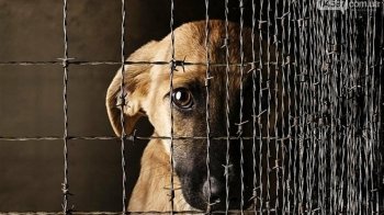 В Івано-Франківську неповнолітні школярки жорстоко вбивають тварин: що каже поліція та волонтери (фото 18+)