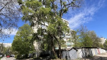 Львів’янин запідозрив, що фото про обрізку дерева у місті могли згенерувати за допомогою ШІ