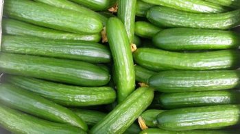 Польща імпортує російські тепличні огірки, бо вони дешеві, фото ілюстративне