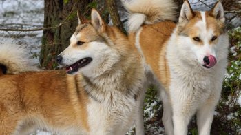 Власницю восьми лайок на Львівщині втретє судили через неконтрольованих собак