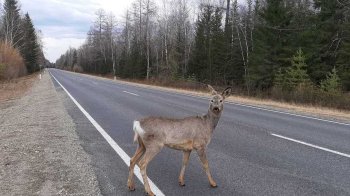 Суд на Львівщині оштрафував водія на Mazda MX-5, який збив косулю