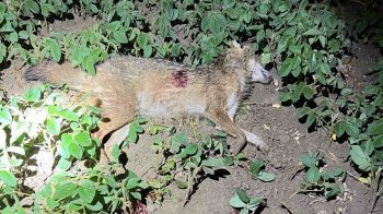 Впольований шакал на Івано-Франківщині.