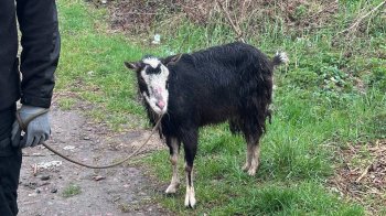 У Львові врятували козу, яка кілька днів блукала містом після смерті власниці