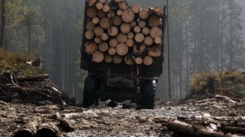 Лісничого із Турки судили за підробку документів і “списання” деревини