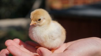 Україна заборонила імпорт польських яєць і птиці: у чому причина