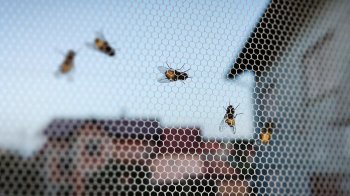 позбутися від мух