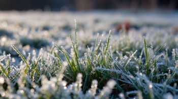 У Львові та області 3 травня синоптики прогнозують заморозки