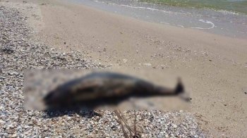 Через  російські військові кораблі у Чорному морі загинуло близько 50 тисяч дельфінів
