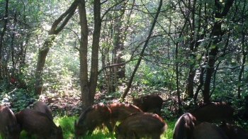 Львівський лісгосп показав, які тварини водяться у місцевому лісі (фото)