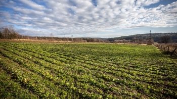 Кредити та відшкодування: яку допомогу можуть отримати аграрії Львівщини