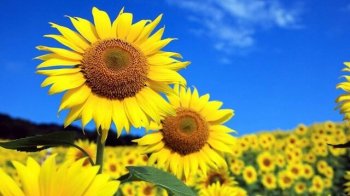 Соняхів буде більше: на Львівщині збільшили посівні площі під соняшник на 3,5%