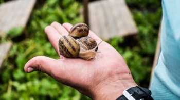 Карантинний бізнес: як працює равликова ферма у період пандемії