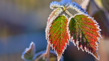 На Львівщині синоптики прогнозують перші морози