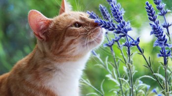 святкові дні та вихідні у травні 2025