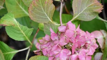 На Львівщині 10 вересня прогнозують до 28° тепла