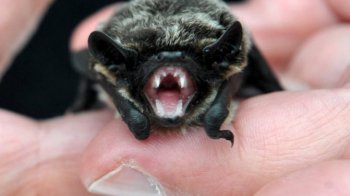 Лазив по шиї: у Львові 16-річного хлопця вкусив кажан