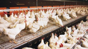 Спровокував загибель 1000 курей: чоловік помстився своєму сусідові, але потрапив за ґрати