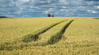 Суд повернув Стрийській міськраді земельну ділянку площею 8,6 га