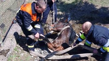 У Бродах кінь провалився в каналізаційну яму
